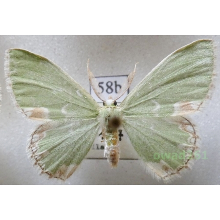 Comibaena bajularia (Denis & Schiffermüller, 1775) Czech58b